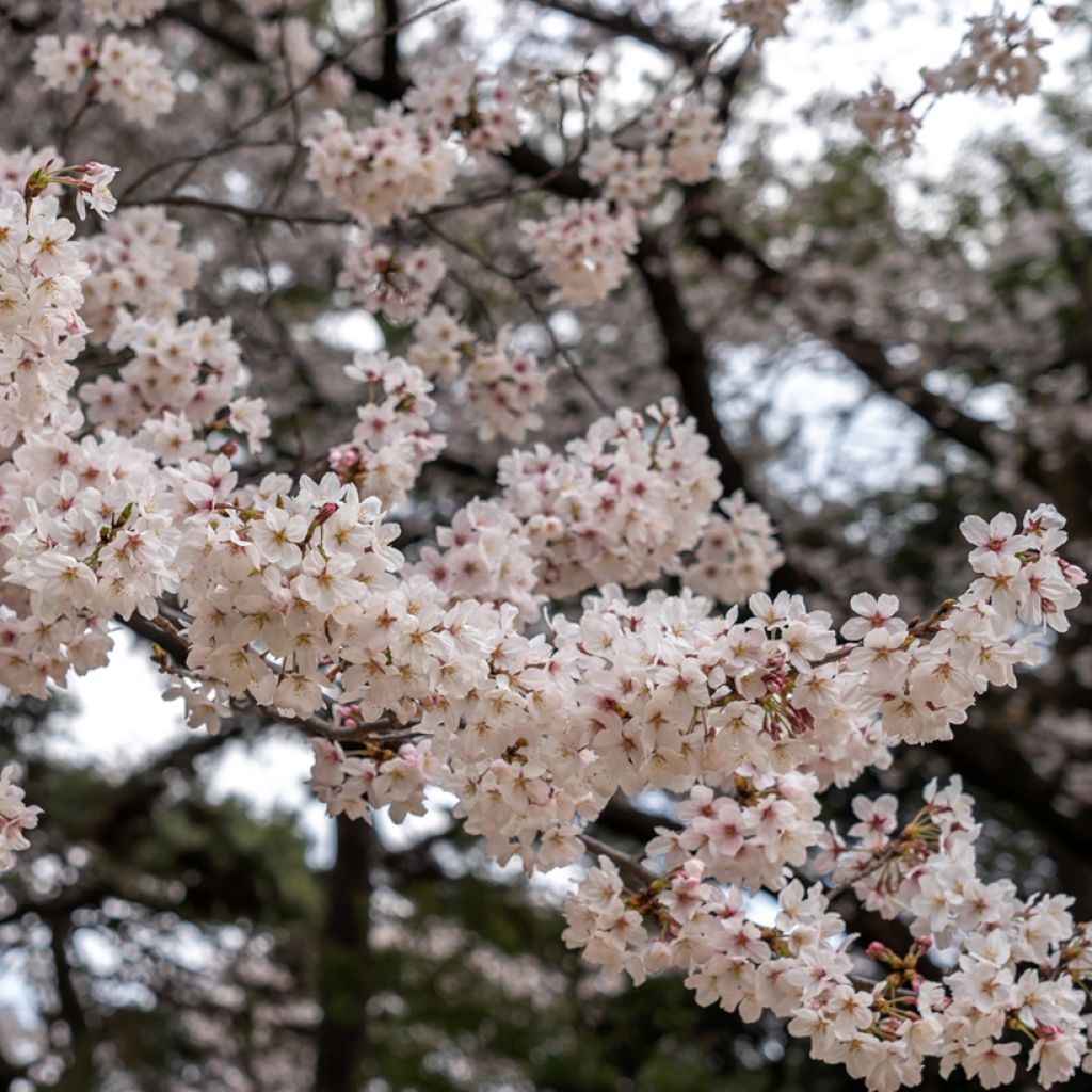 Cerisier à fleurs pleureur - Prunus yedoensis Shidare Yoshino