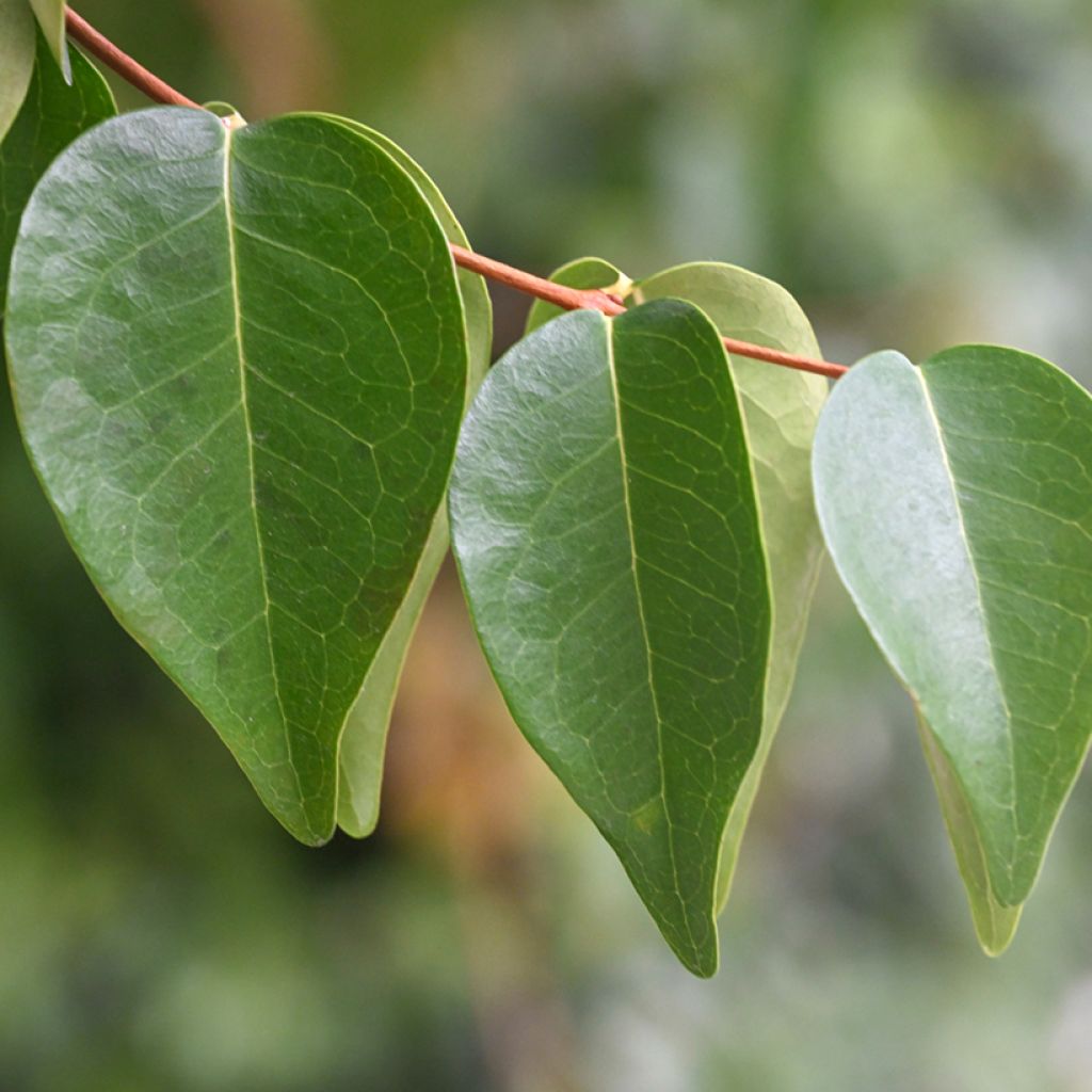 Eugenia uniflora - Surinaamse kers