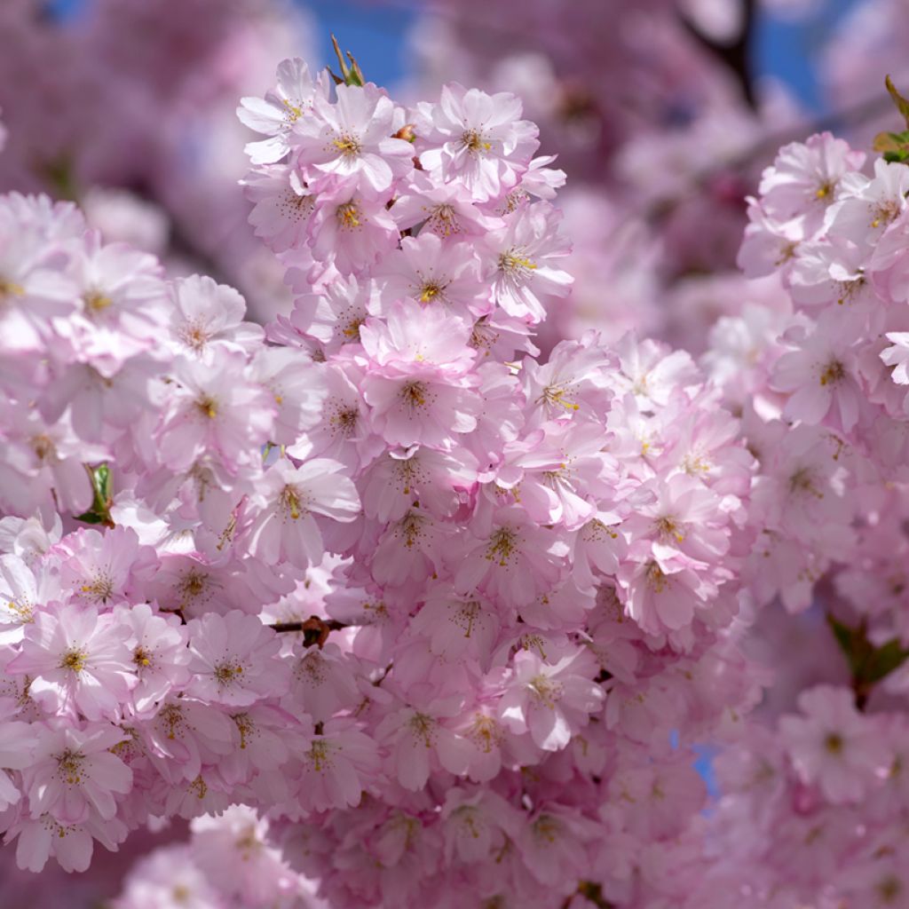 Cerisier du Japon - Prunus Accolade