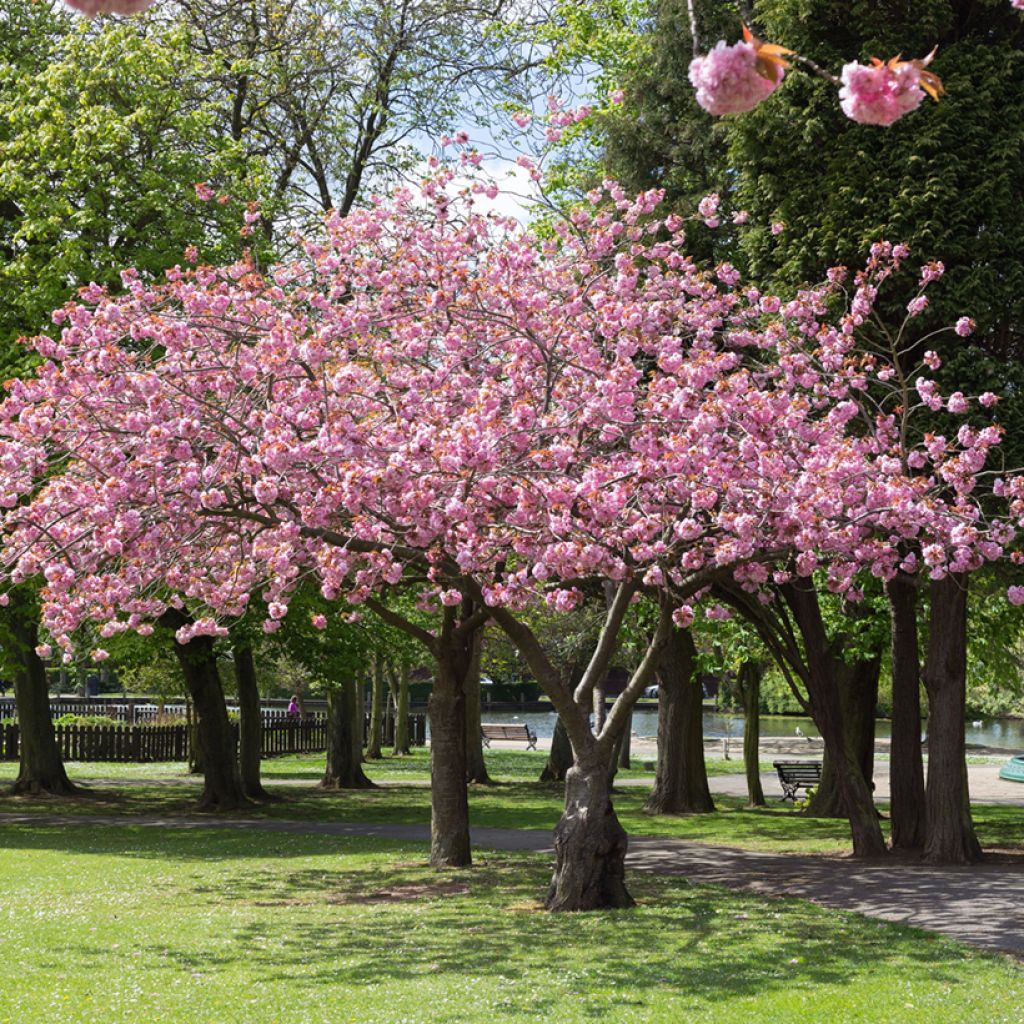Cerisier du Japon - Prunus Accolade