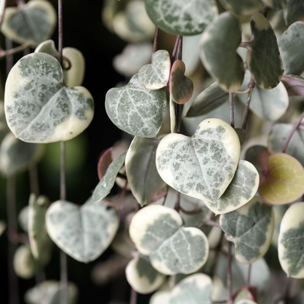 Ceropegia woodii Variegata
