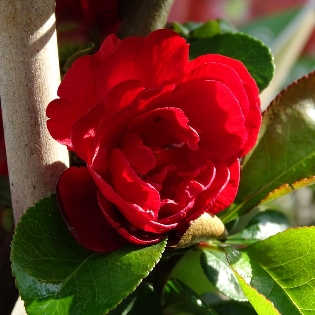 Cognassier du Japon - Chaenomeles speciosa Scarlet Storm