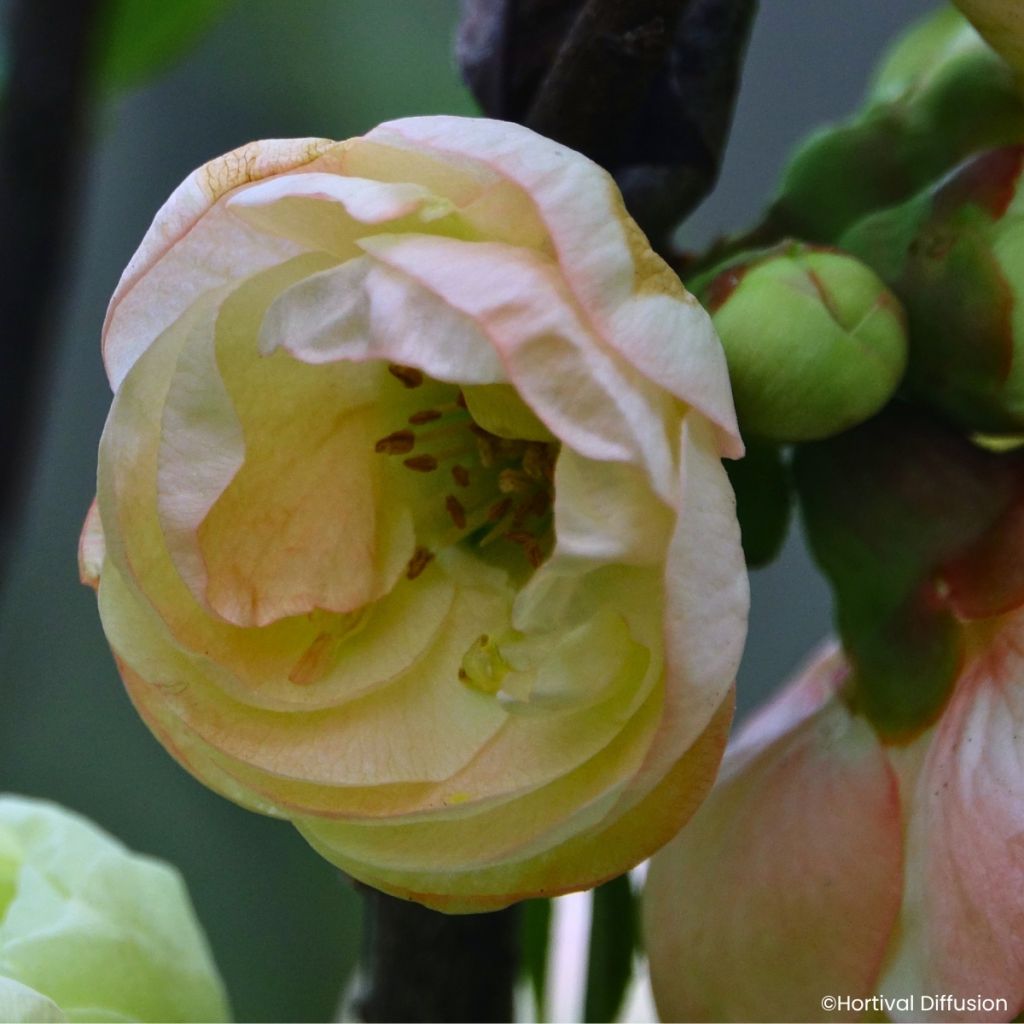 Cognassier du Japon - Chaenomeles speciosa Double Delice Opal