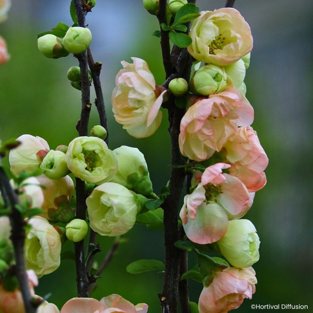 Cognassier du Japon - Chaenomeles speciosa Double Delice Opal