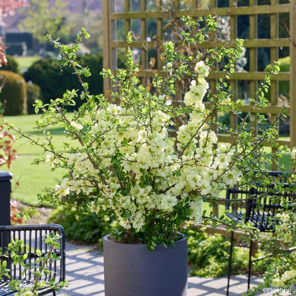 Cognassier du Japon - Chaenomeles speciosa Lemon Sorbet