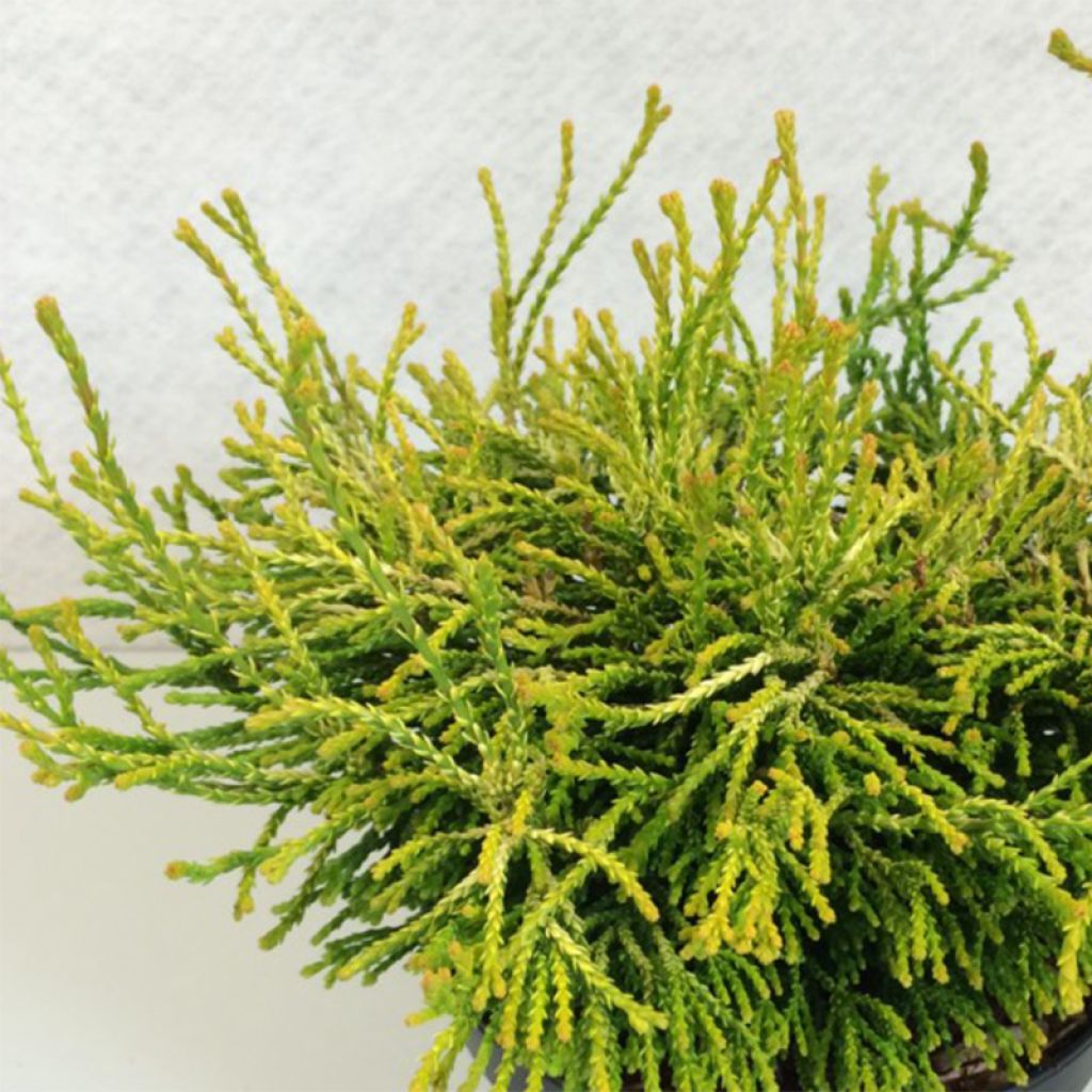 Chamaecyparis obtusa Gitte - Faux cyprès hinoki du Japon nain