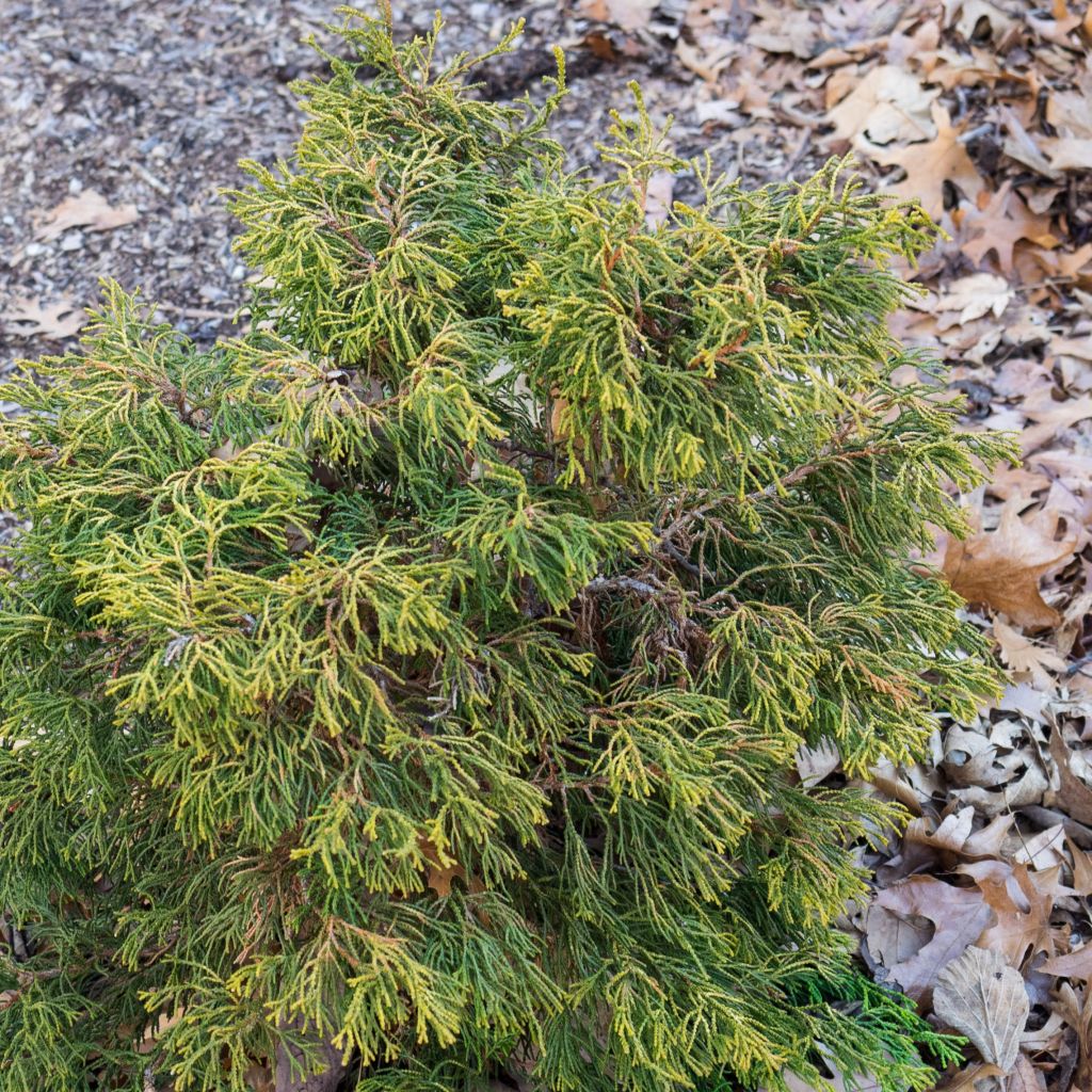 Chamaecyparis obtusa Tsatsumi Gold - Faux cyprès hinoki du Japon