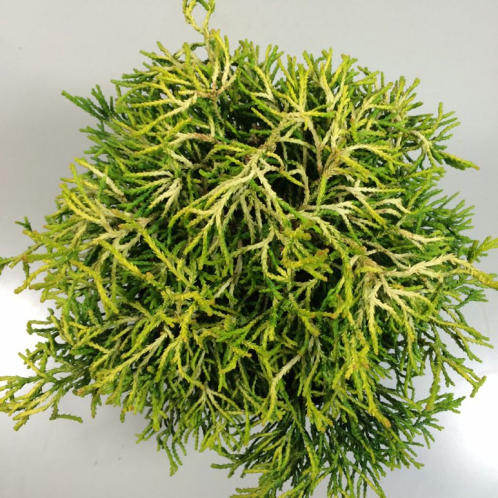Faux cyprès du Japon - Chamaecyparis obtusa Tsatsumi Gold