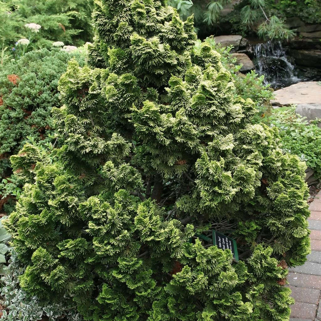 Cyprès hinoki du Japon - Chamaecyparis obtusa Nana Aurea