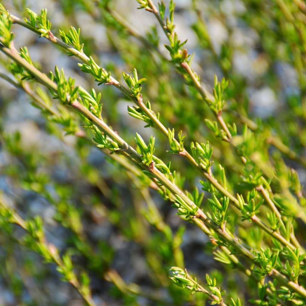 Chamaecytisus purpureus - Genêt pourpre