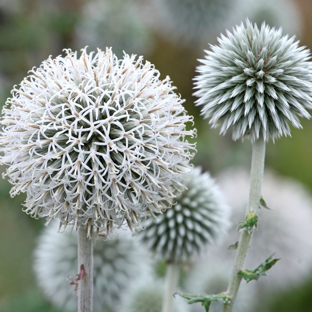 Chardon boule - Echinops bannaticus Star Frost