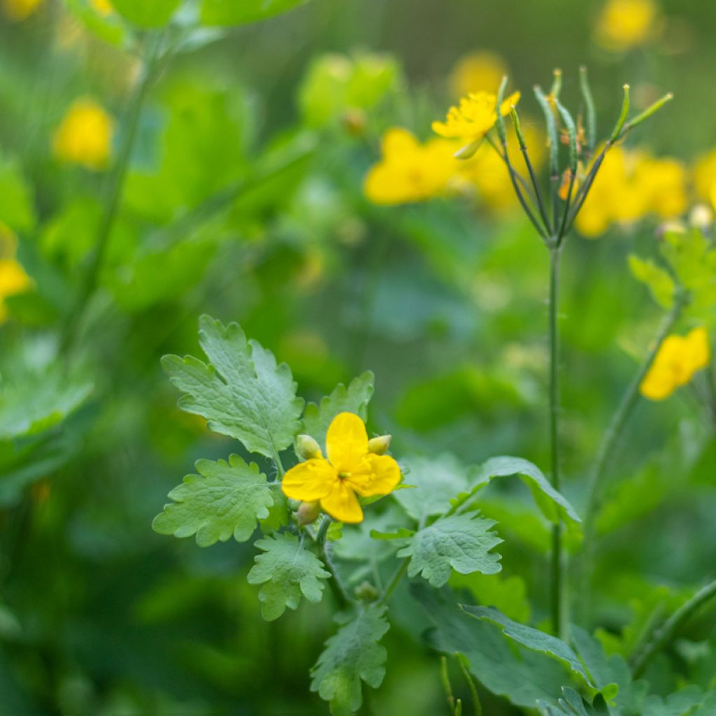 Chelidoine BIO - herbe aux verrues