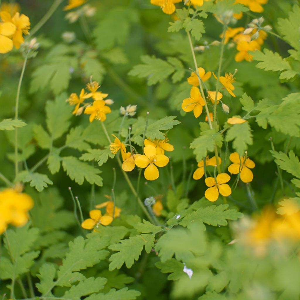 Chelidoine BIO - herbe aux verrues