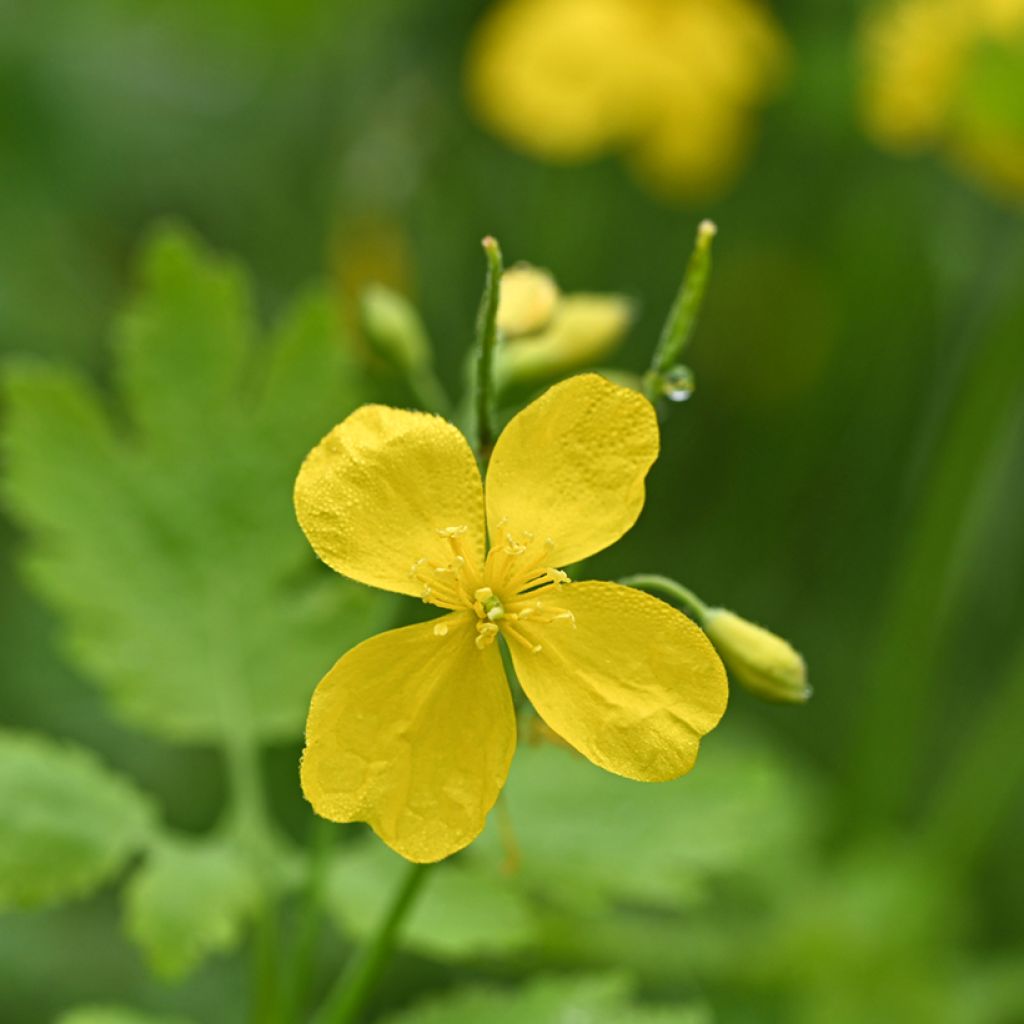 Chelidoine BIO - herbe aux verrues