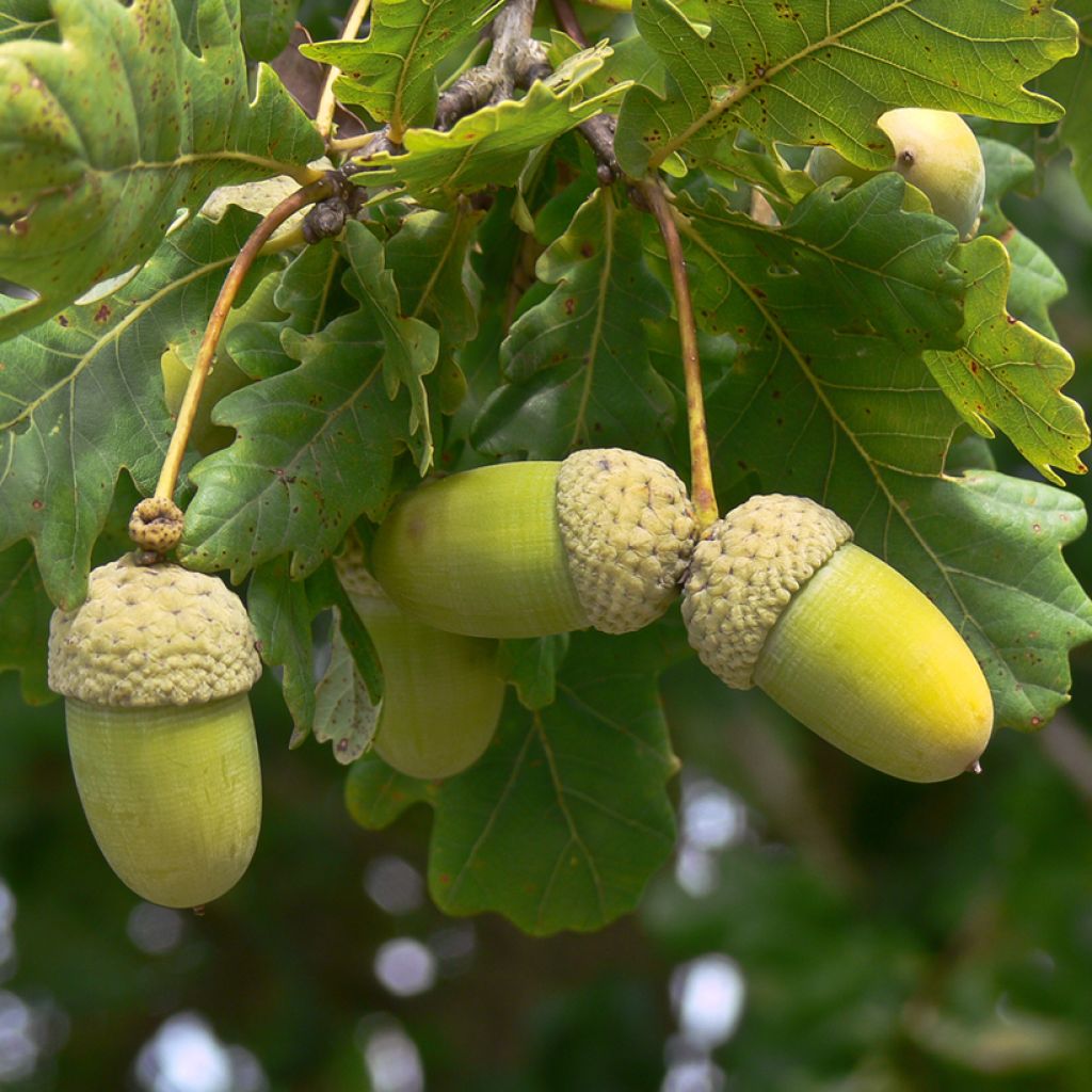 Chêne de Hongrie - Quercus frainetto