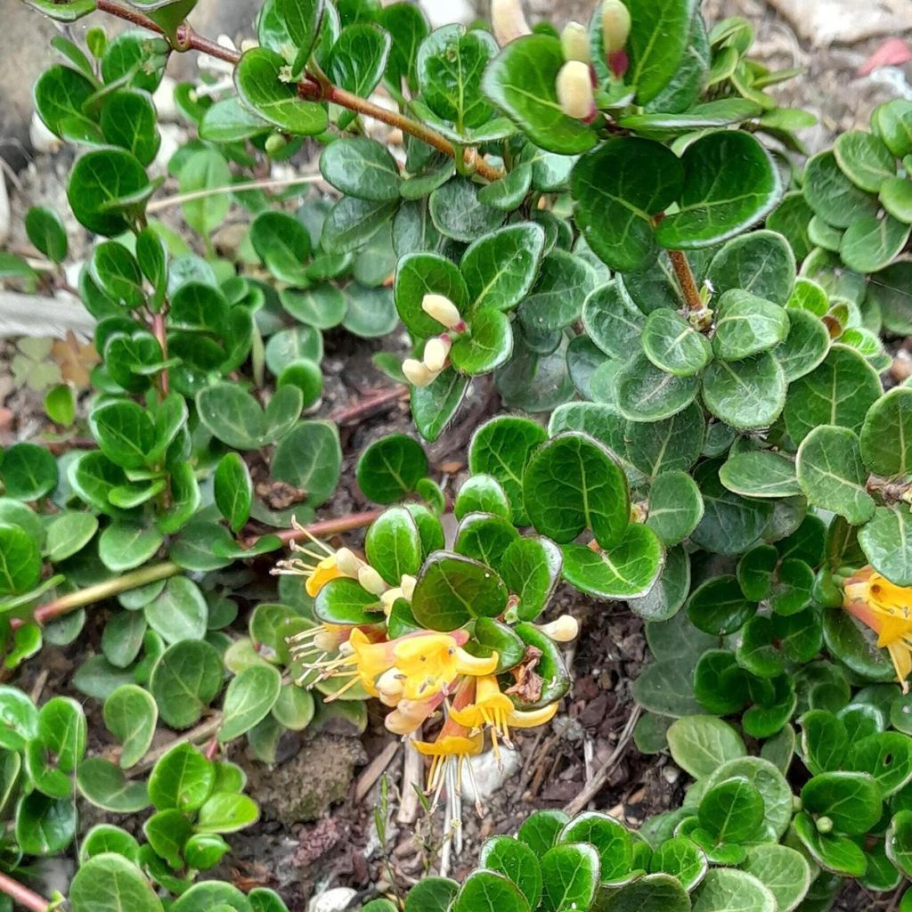 Chèvrefeuille rampant Little Honey - Lonicera crassifolia
