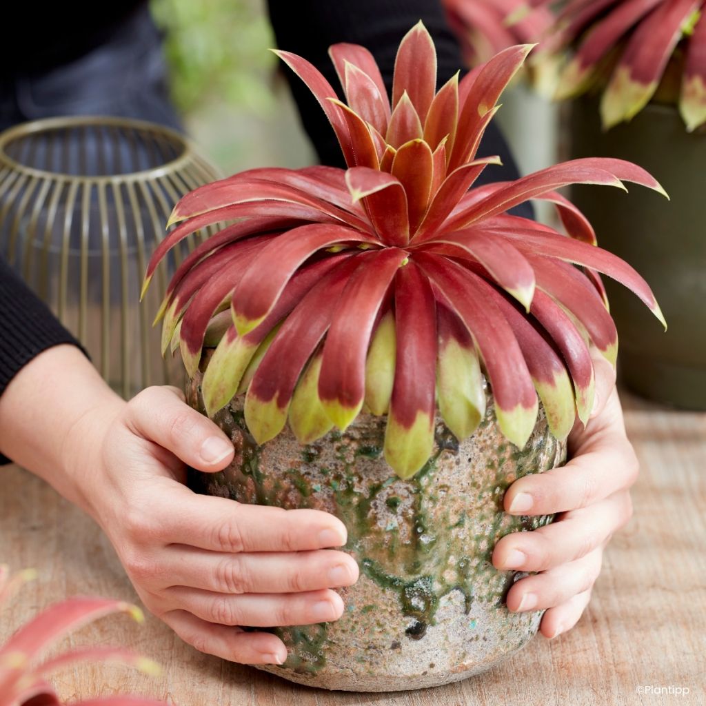 Sempervivum Chick Charms Giants Gold Mine - Joubarbe