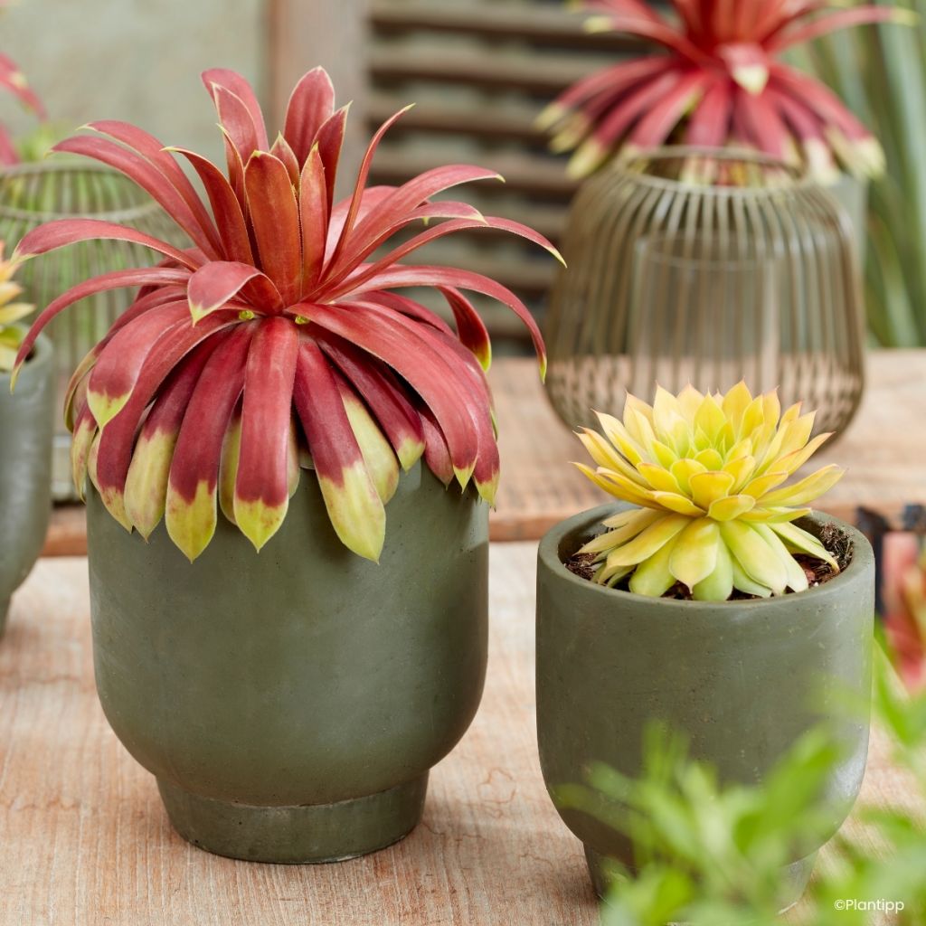 Sempervivum Chick Charms Giants Gold Mine - Joubarbe