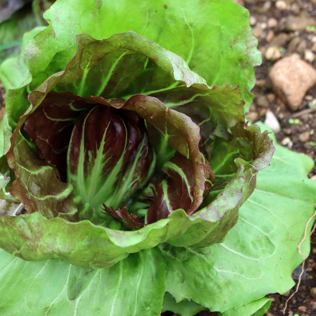 Chicorée à larges feuilles Palla Rossa - Vilmorin