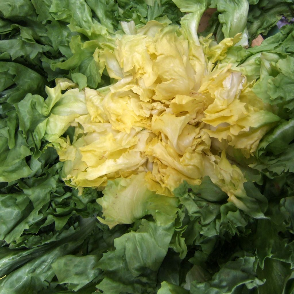 Chicorée scarole Géante Maraîchère - Cichorium endivia