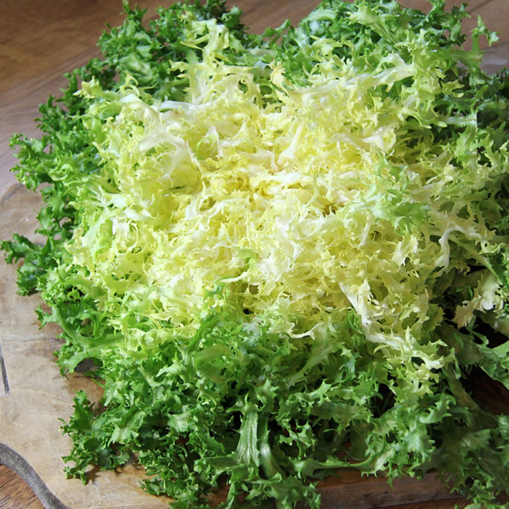 Chicorée frisée Grosse Pancalière BIO 