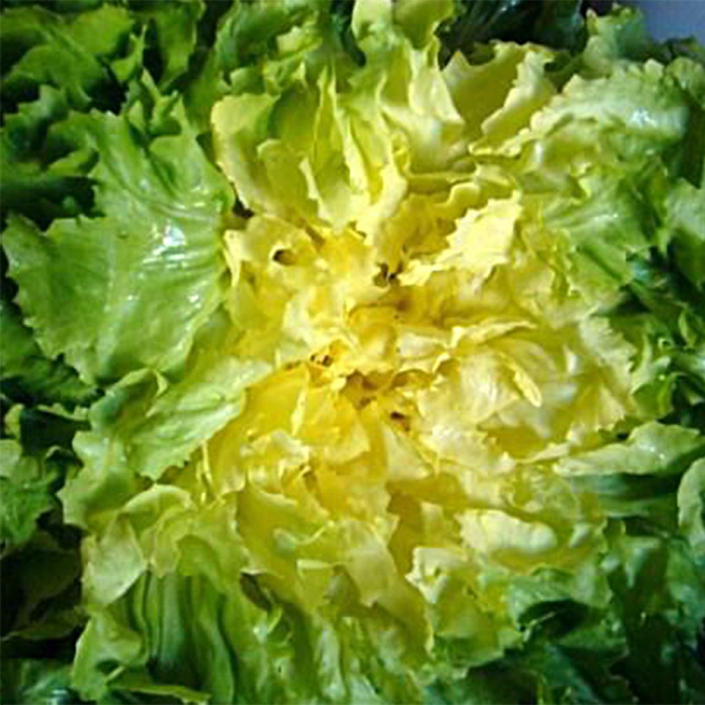 Endivie Escariol Grobo Bovary NT - Ferme de Sainte Marthe