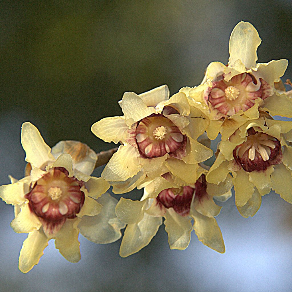 Chimonanthus praecox Grandiflorus - Chimonanthe odorant à grandes fleurs