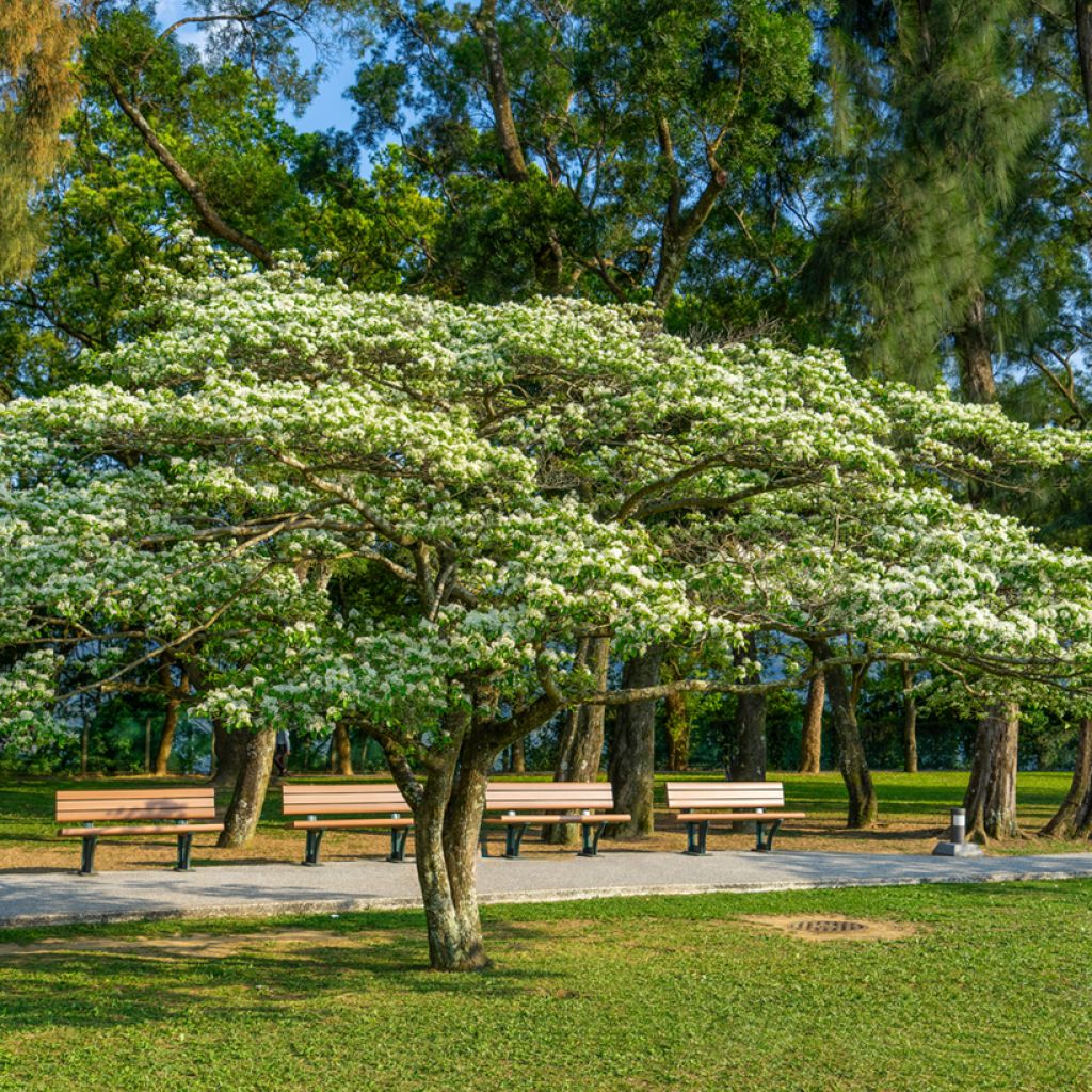 Chionanthus retusus - Arbre de neige
