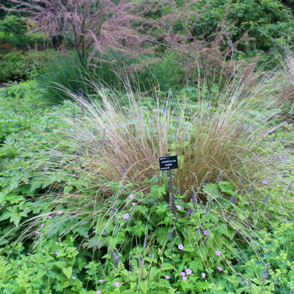 Chionochloa rubra