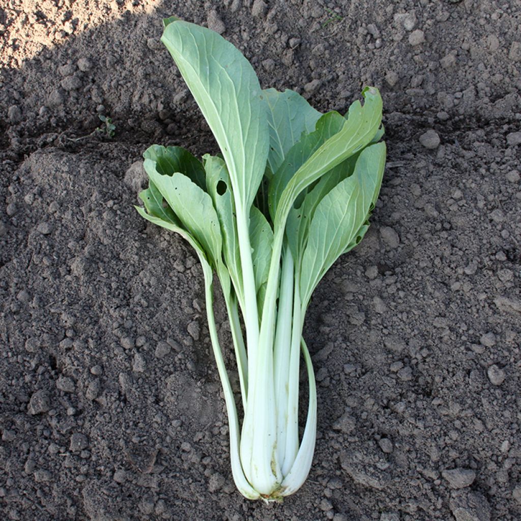 Chou de Chine Pak Choi Taï Saï BIO