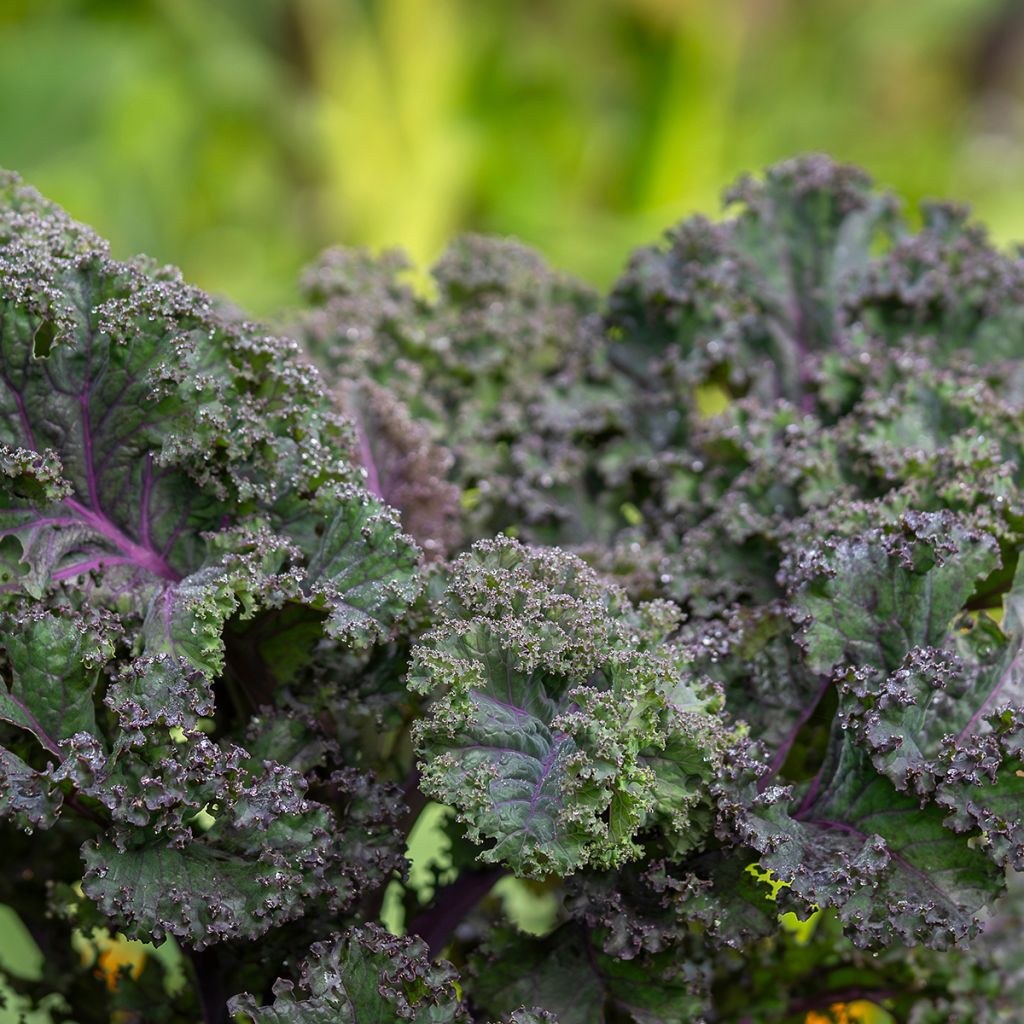 Chou frisé Scarlet Kale