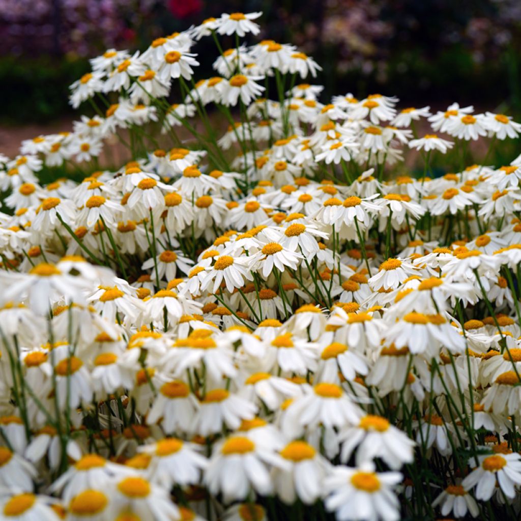 Chrysanthemum Tanacetum corymbosum
