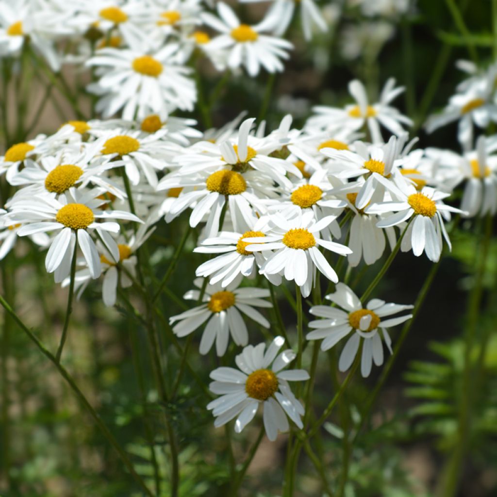 Chrysanthemum Tanacetum corymbosum