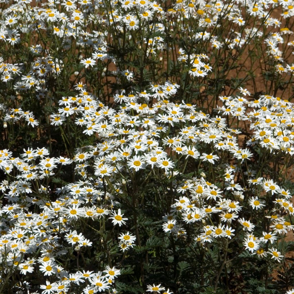 Chrysanthemum Tanacetum corymbosum