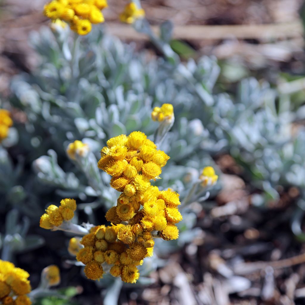 Chrysocephalum apiculatum Korma - Immortelle