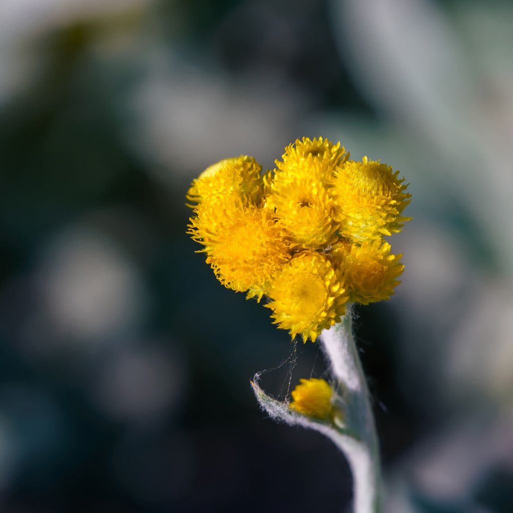Chrysocephalum apiculatum Korma - Immortelle