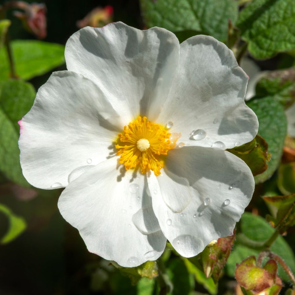 Cistus corbariensis - Ciste des Corbières