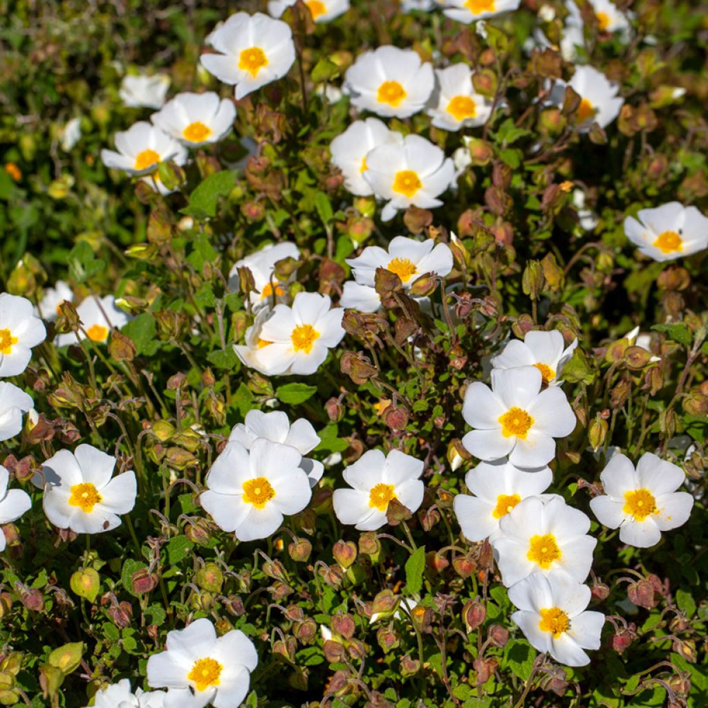Cistus corbariensis - Ciste des Corbières
