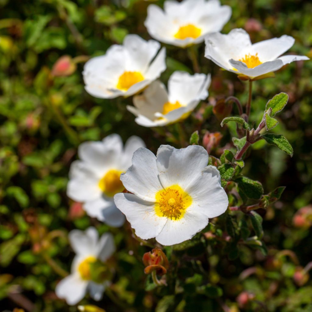 Cistus corbariensis - Ciste des Corbières