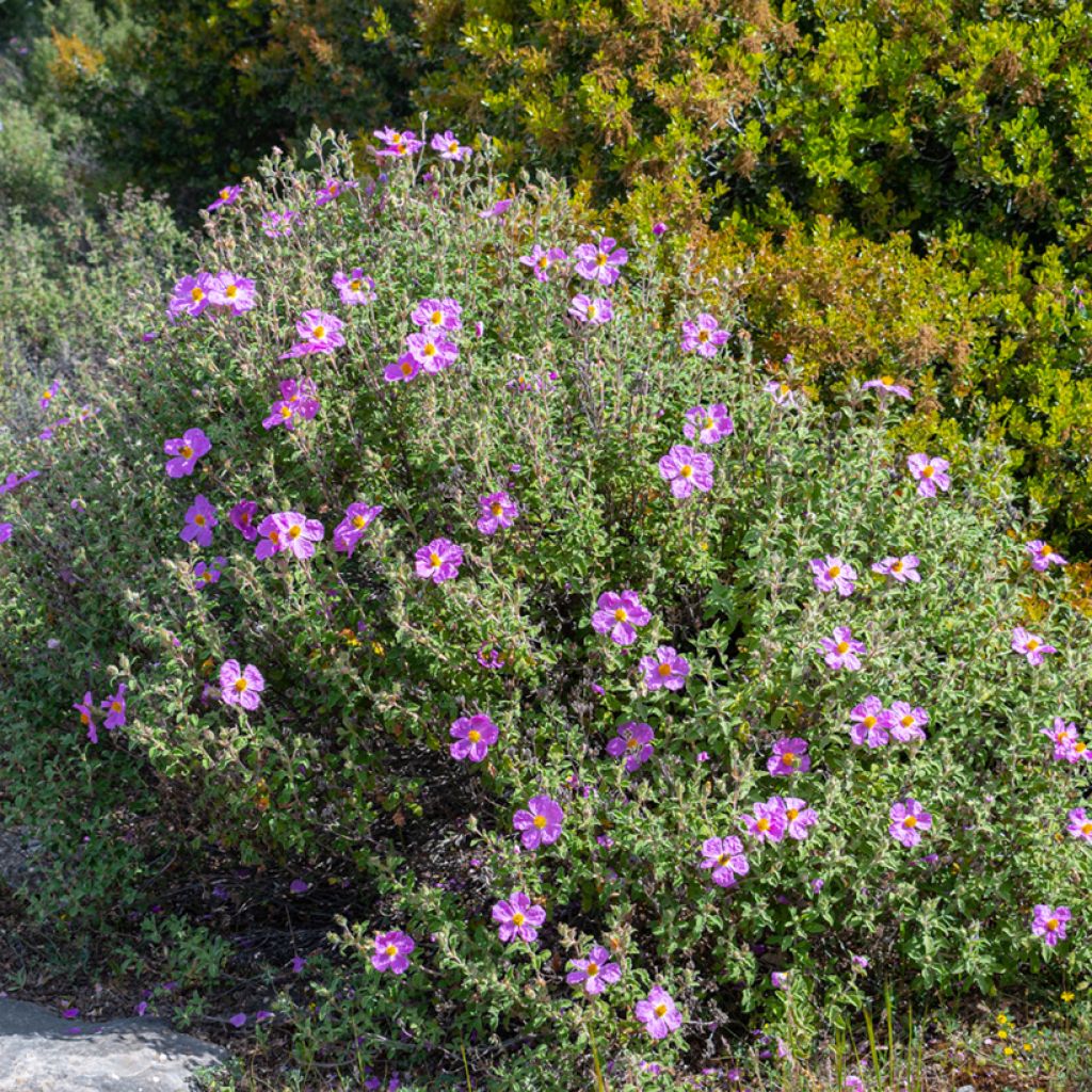 Cistus creticus - Ciste de Crète
