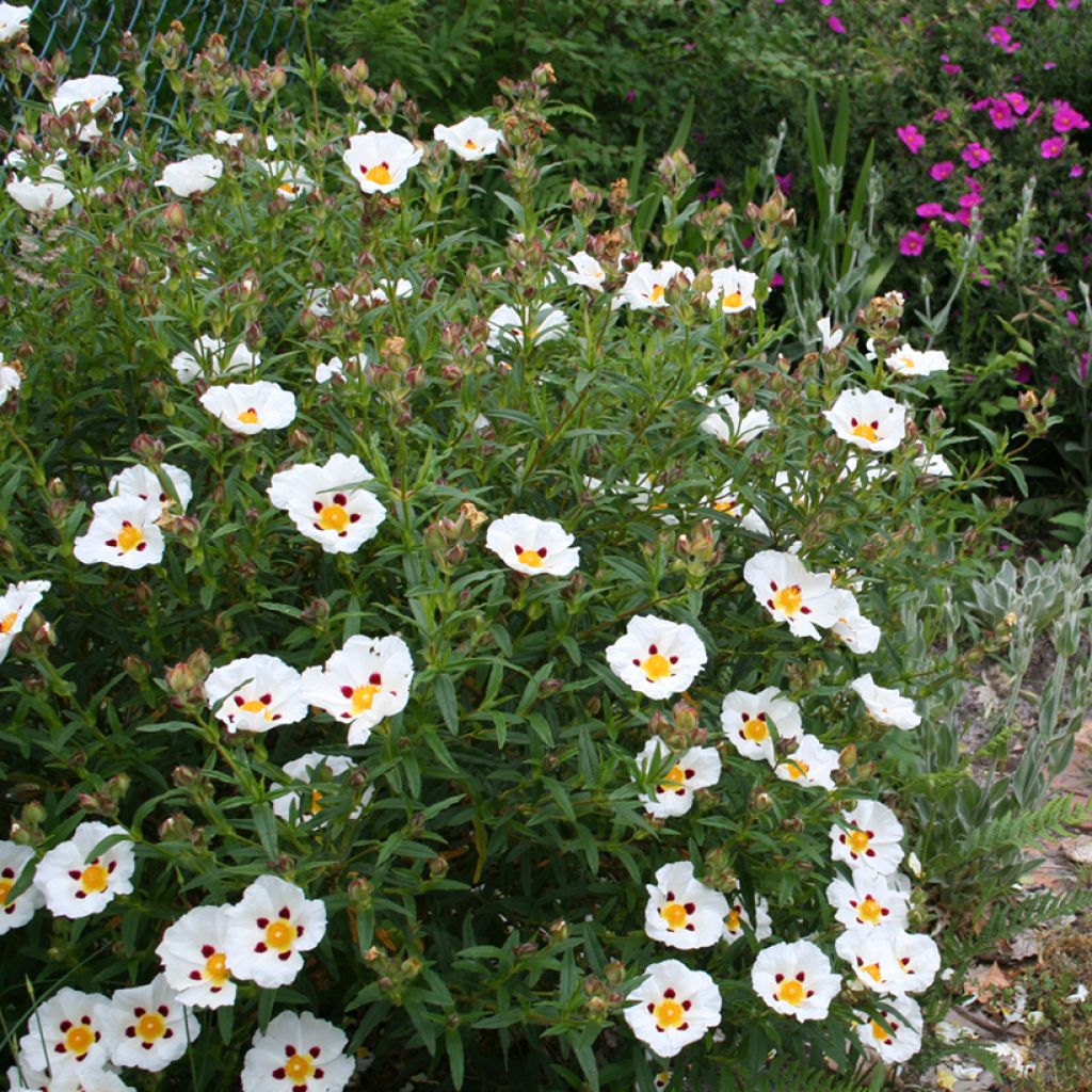 Cistus x dansereaui Jenkyn Place - Ciste hybride