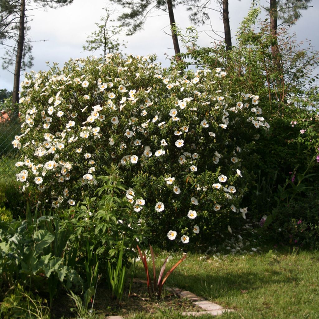 Cistus x dansereaui Jenkyn Place - Ciste hybride