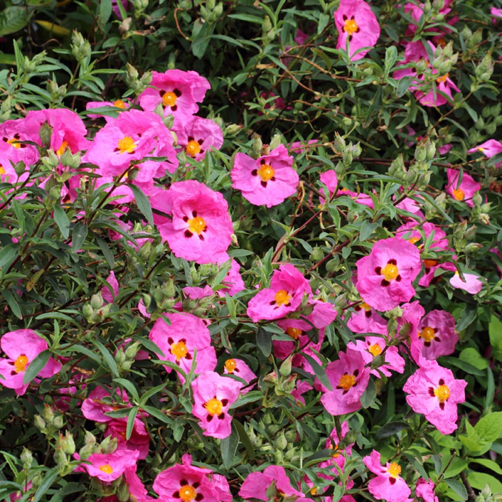 Cistus purpureus - Bonte cistus