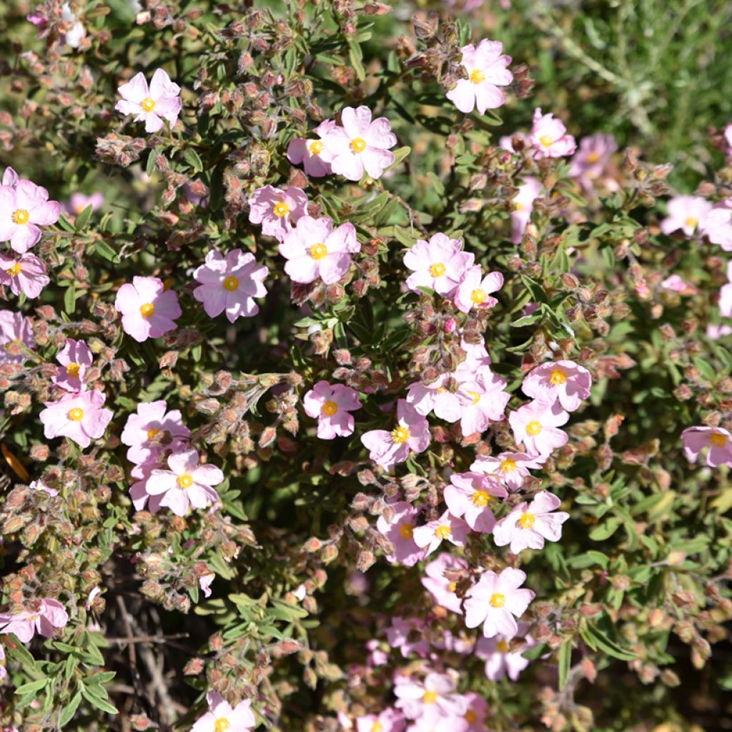 Cistus skanbergii - Ciste