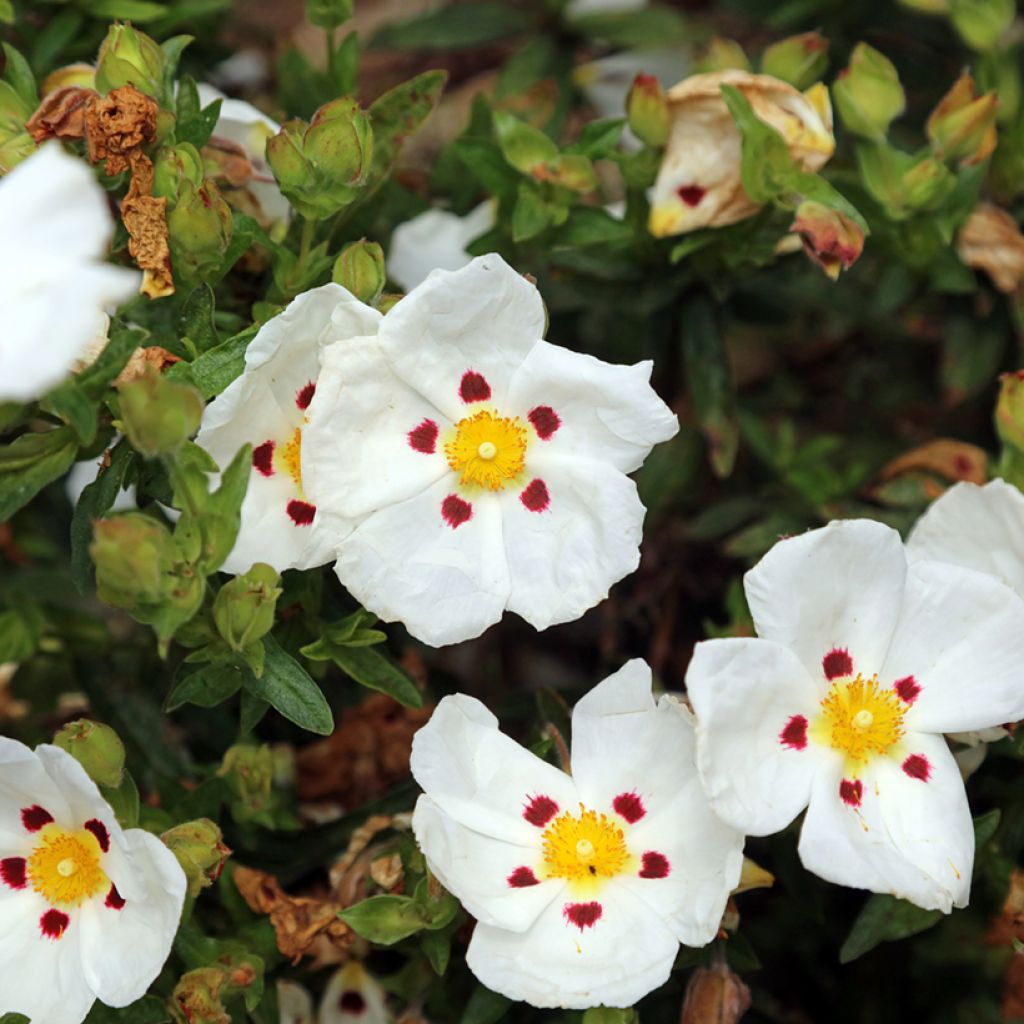 Cistus (x) loretii - Ciste à feuilles étroites