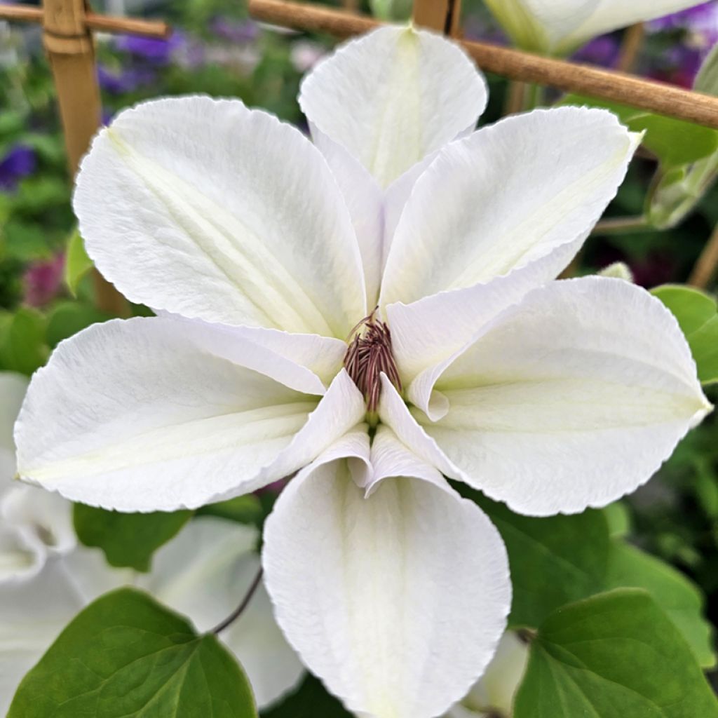 Clématite - Clematis Guernsey Flute