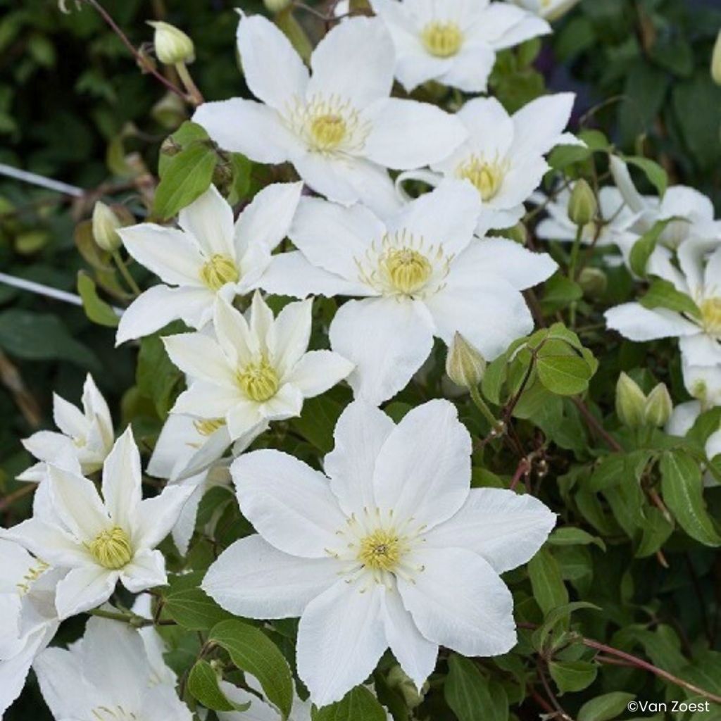 Clématite - Clematis Madame Blanc