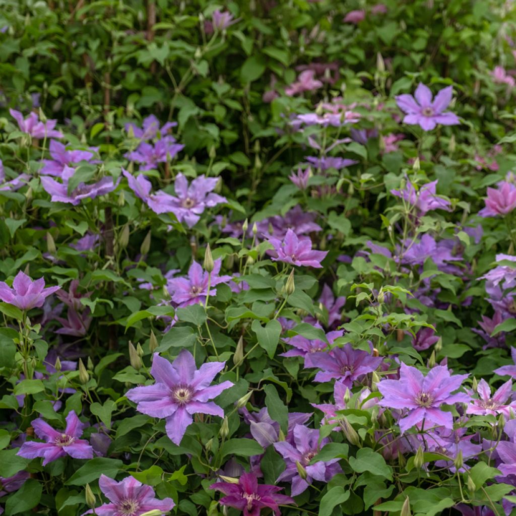 Clématite - Clematis Tumaini