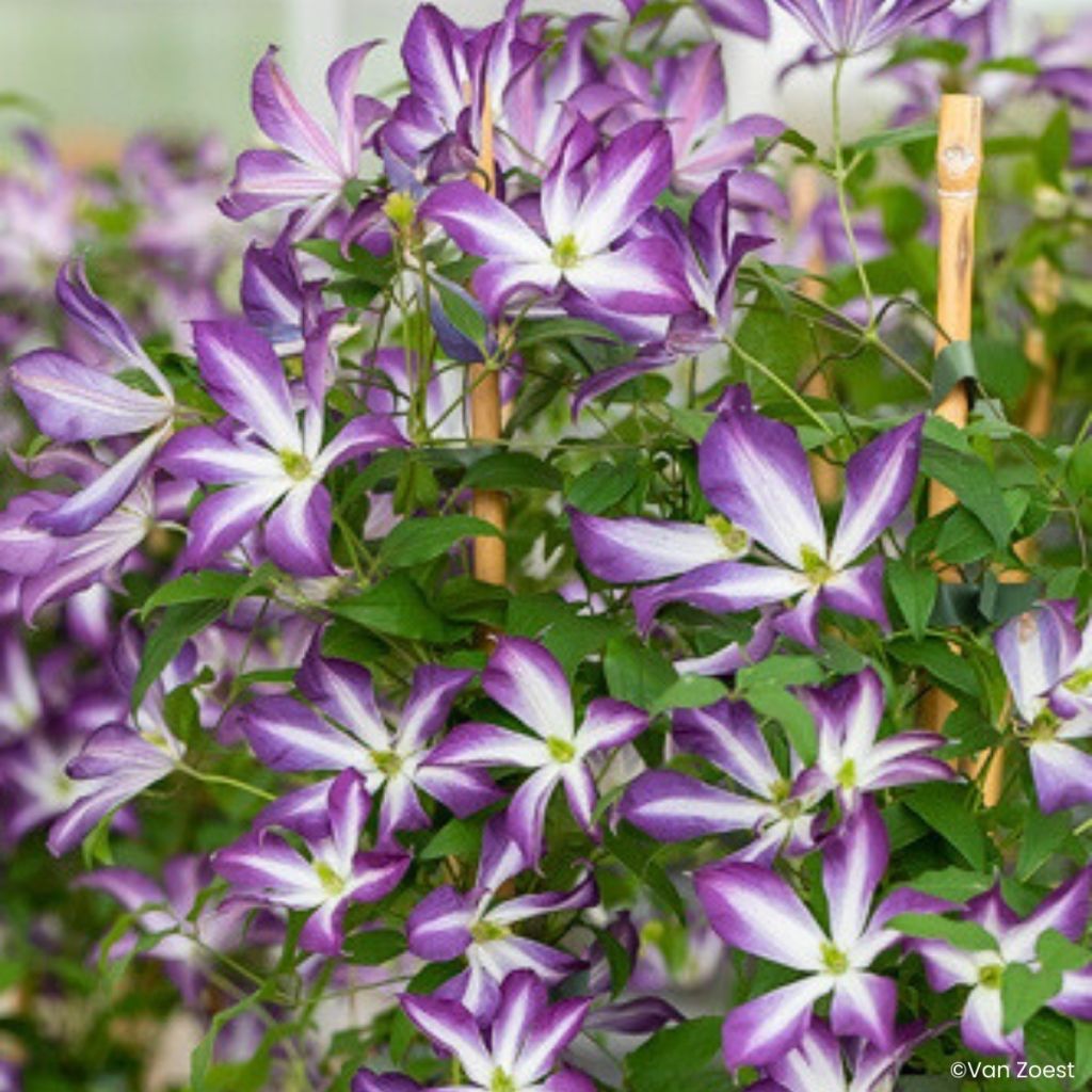Clématite - Clematis viticella Glorious Cloud