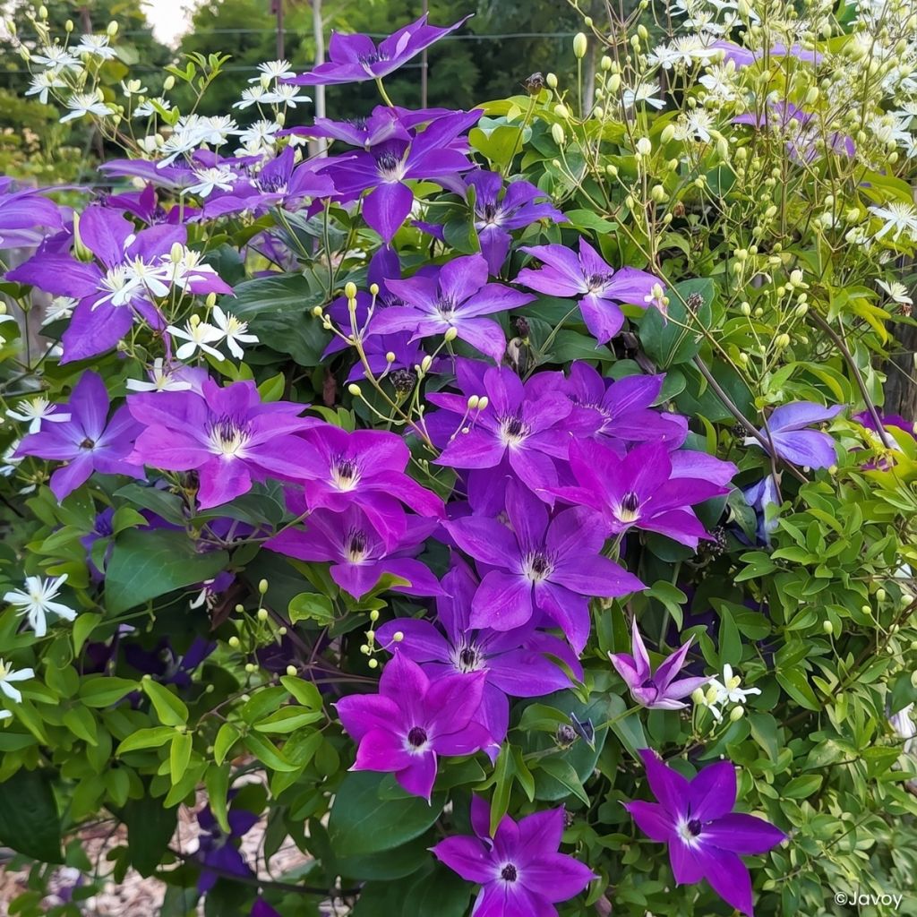 Clématite - Clematis Mont St Michel